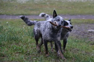 Smokey and Bandit (Bill's dogs)