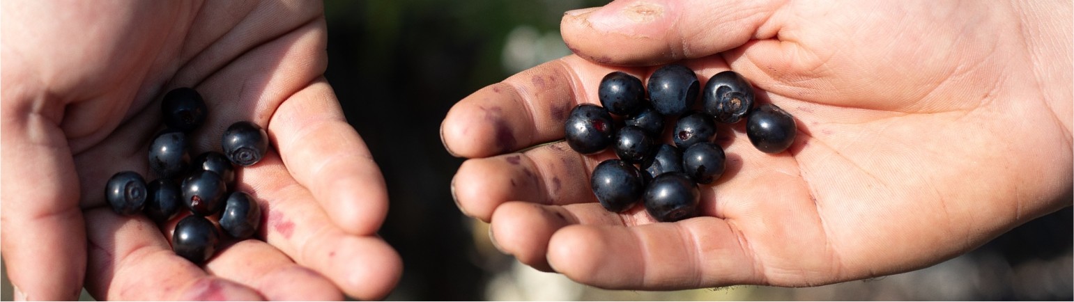 blueberries in hands