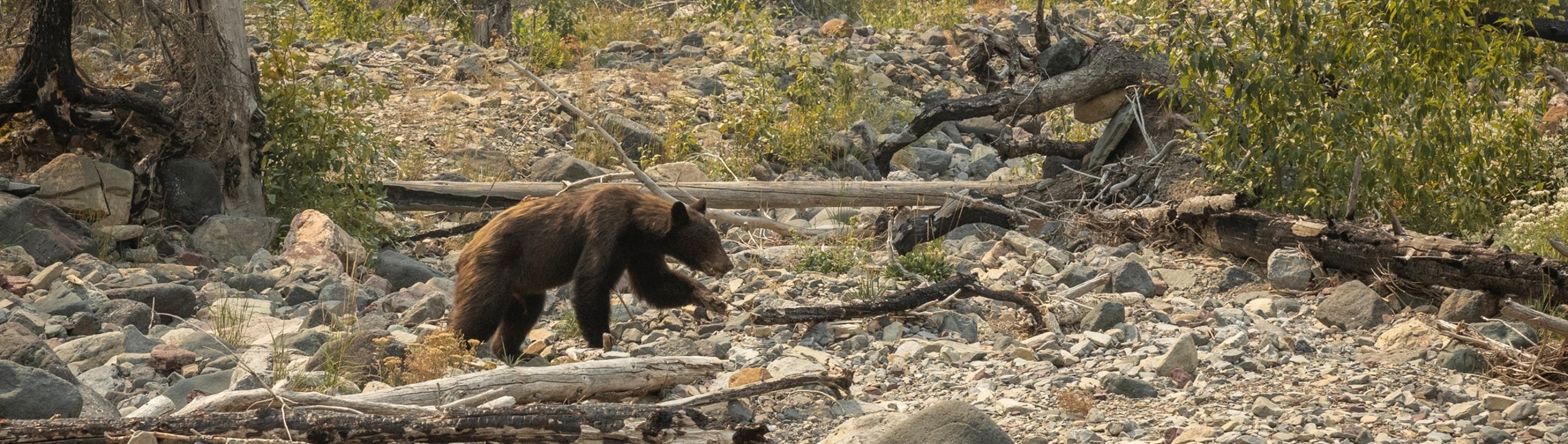 a black bear sauntering over rocks