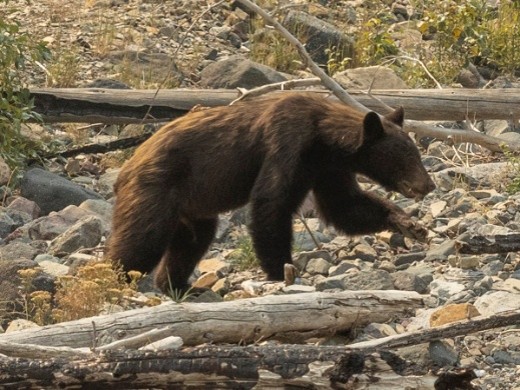 a black bear sauntering over rocks