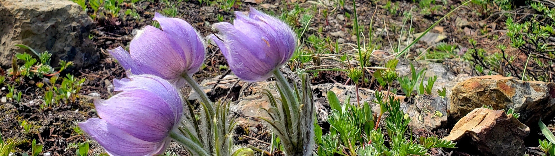 an early summer crocus in the mountains