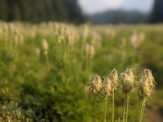 the Western Pasqueflower - also known as a hippie on a stick